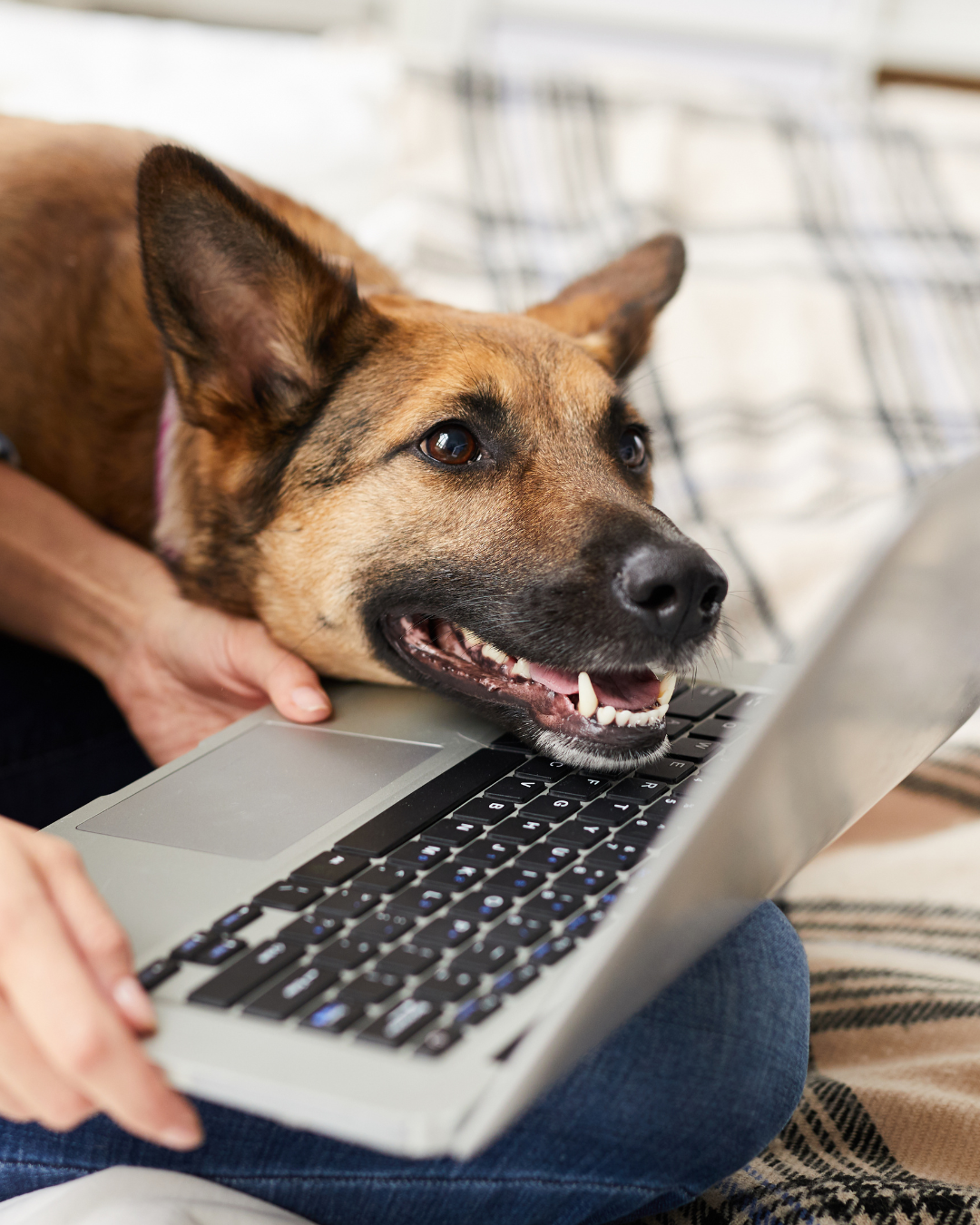 Σκύλος μπροστά σε laptop κατά τη διάρκεια online εκπαίδευσης σκύλου