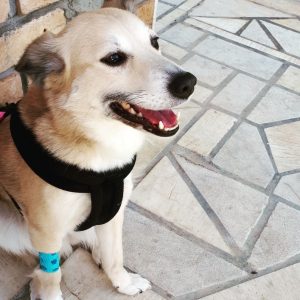 Σκύλος μετά από στείρωση με επίδεσμο στο πόδι