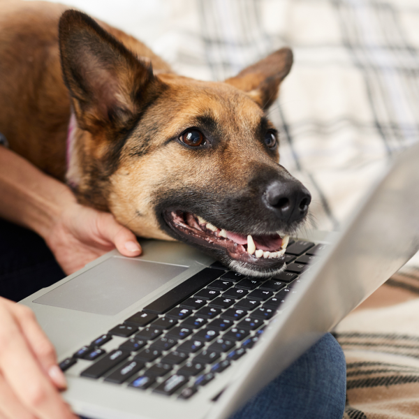 Σκύλος μπροστά σε laptop κατά τη διάρκεια online εκπαίδευσης σκύλου